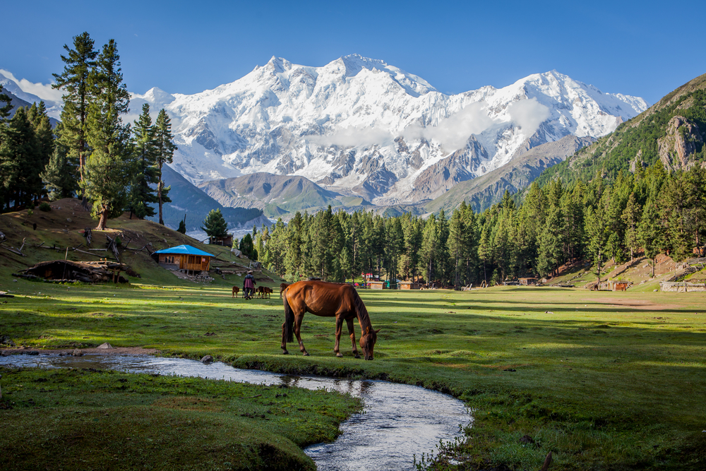 Fairy Meadows Gilgit Baltistan - Pakistan Travel Guide