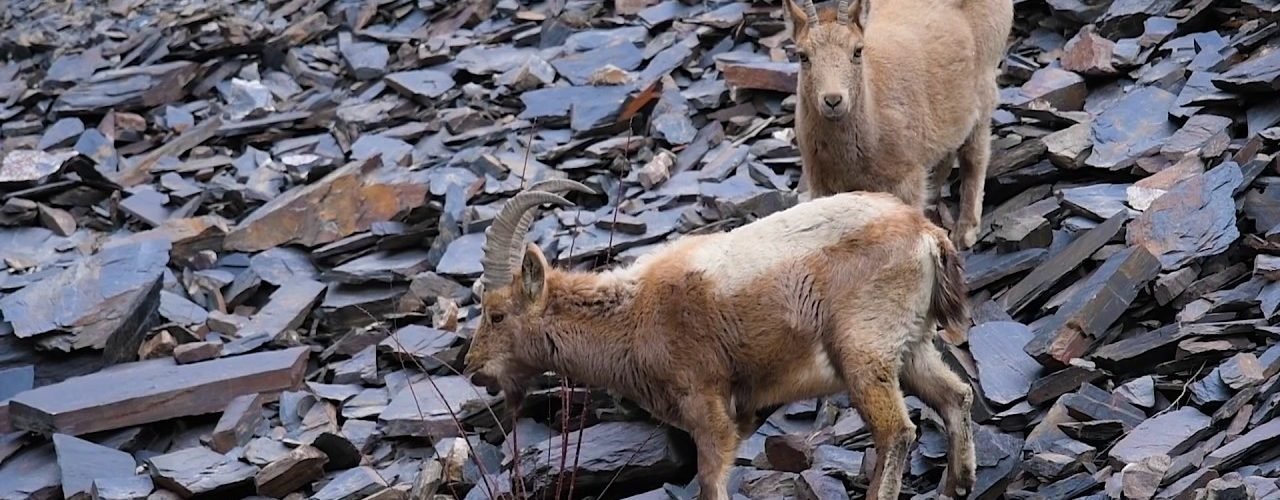 Khunjerab National Park