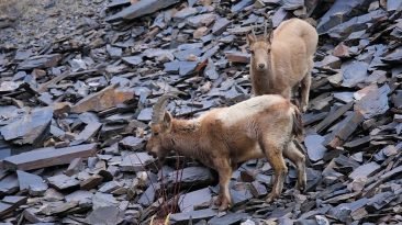 Khunjerab National Park