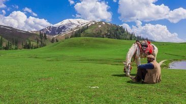 Paye Meadows